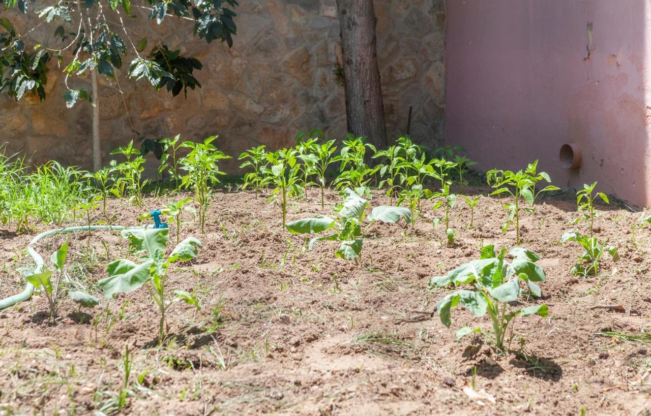 L - Wellness Farm Lagos